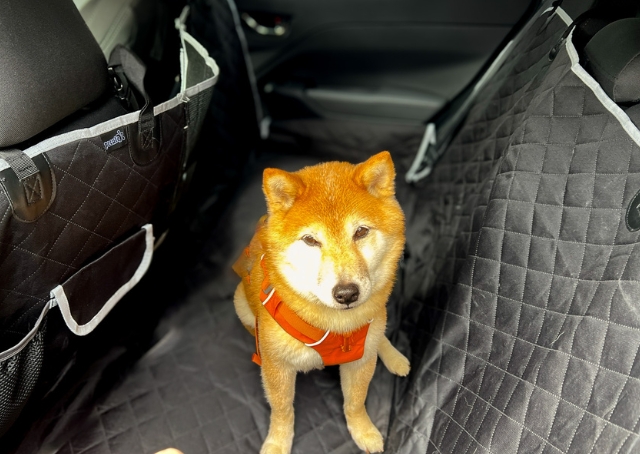 【Pecuteペット用ドライブシート】ドライブボックスなしでも使用可能。お気に入りのベッドを置いてもよさそうです