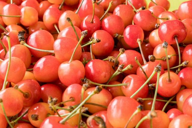 山形県産さくらんぼ<⼤⼈3,200円~ / ⼩⼈1,800円~>【スイーツパラダイス「山形県産さくらんぼが新登場!鉾田市産メロン&マンゴー食べ放題」】