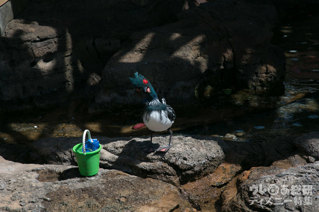 ドリーとベッキー