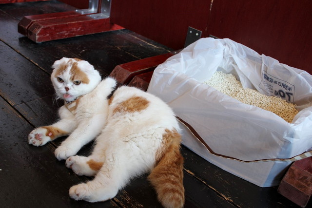 猫トイレもしっかり用意されていました。