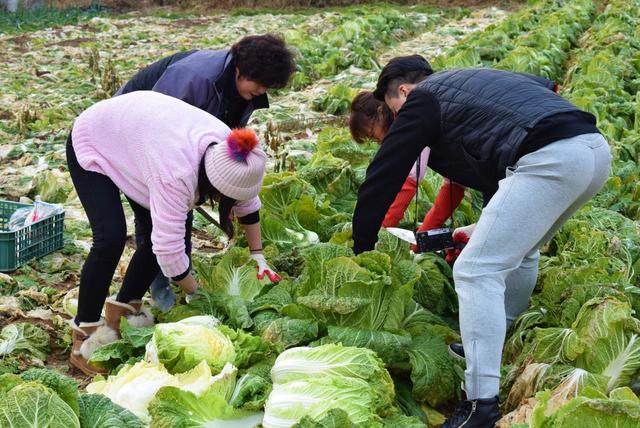 旅行者向けのキムジャン体験プログラムは数多いが、白菜の収穫から体験できるものをおすすめしたい。その場で白菜を味見すると、さわやかな甘みが感じられ、キムチになったときの味への期待が高まる