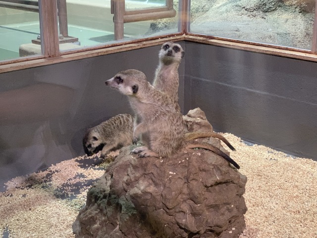 愛嬌たっぷりなミーアキャット