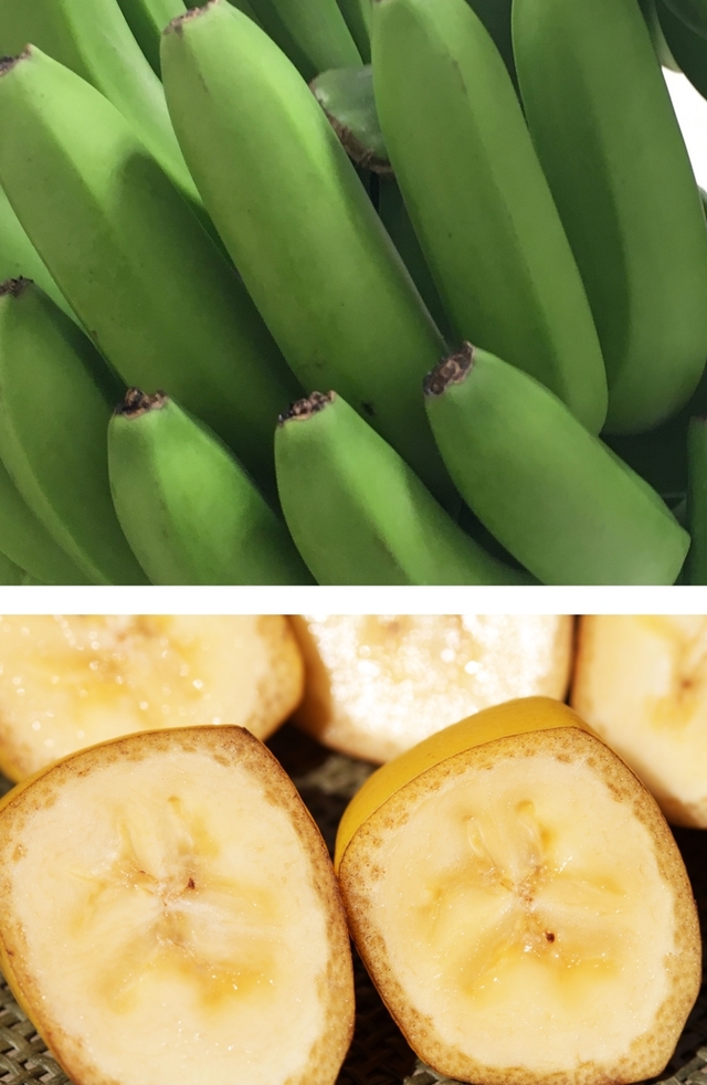 バナナに“氷河期”を体験させる！