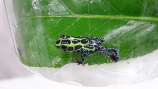 「東京レプタイルズワールド2014」に集まった動物たち