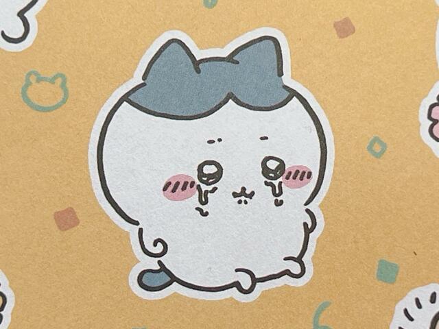 泣くのを堪えているような口元のシワが健気なハチワレ