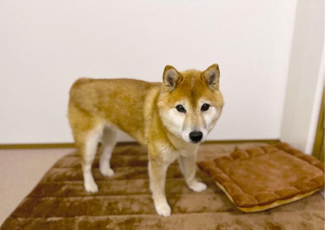 【にんじん畑】やっぱりないと飼い主にアピールしてきました