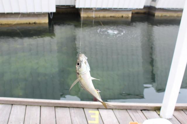 あまりに早く釣れてびっくり