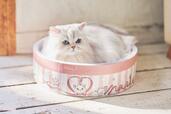 帽子箱爪とぎ 4,950円|ペットパラダイス「ディズニーマリー」猫用ペット用品