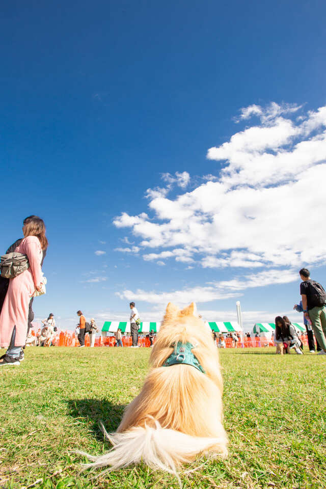 【YOKOHAMA GOGO DOG FES 2024 Autumn】「ベイサイドドッグラン」みなとみらい地区最大の緑地公園に、今回も2日間限定で天然芝ドッグランが登場