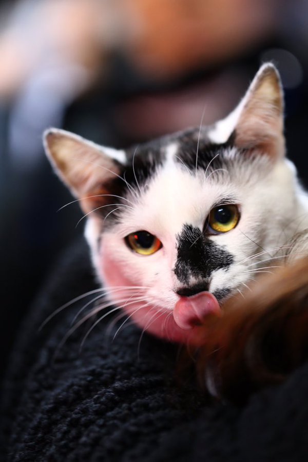 チャリティライヴでの譲渡会がきっかけで里親が決まった猫のクローバー　