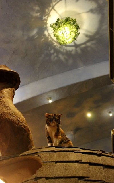 可愛くてキュンキュンする「吉祥寺ねこ祭り」の猫たち