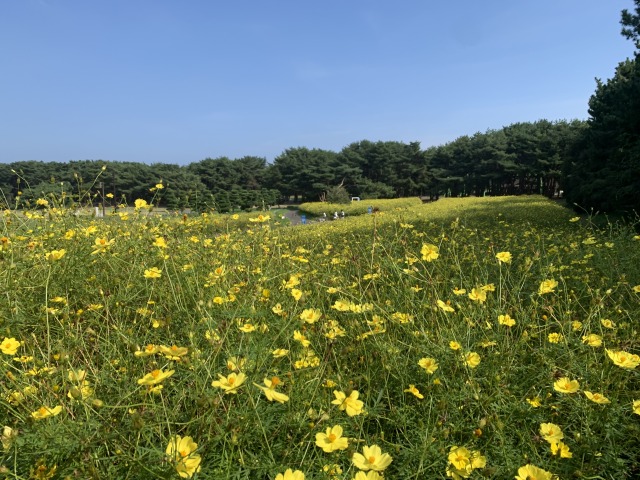 大草原フラワーガーデンでは黄色のコスモスが咲いている