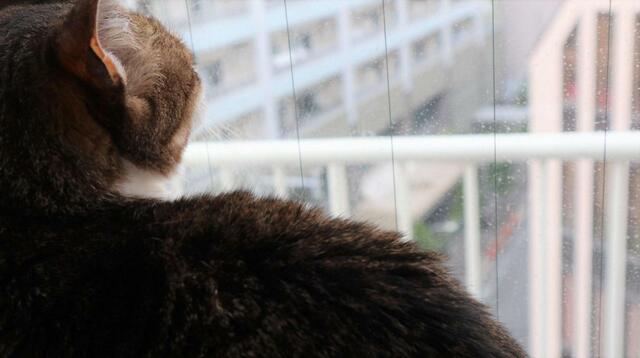 【キャティーマン 絶景リゾートベッド】とはいえ周囲は高いビルばかり