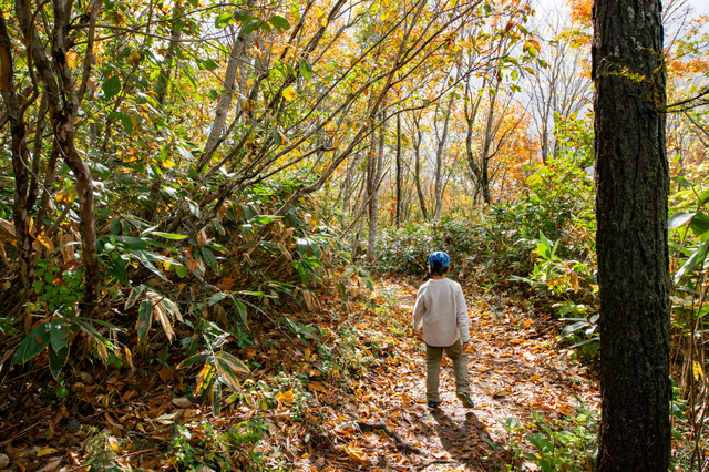 白馬岩岳「ねずこの森」 