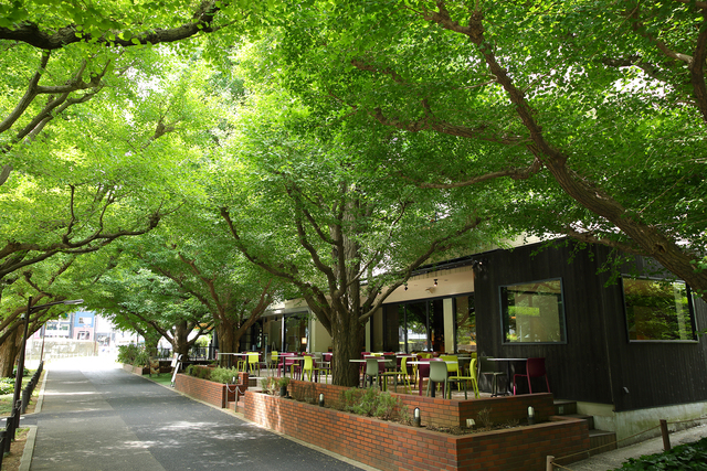 キハチ 青山本店