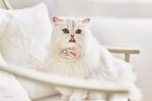 襟付き猫首輪 3,520円|ペットパラダイス「ディズニーマリー」猫用ペット用品