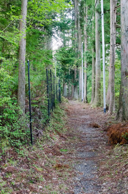 早朝の散歩が気持ちいい