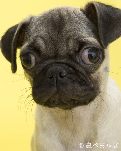 「鼻ペちゃ展」 （TODAYS GALLERY STUDIO）