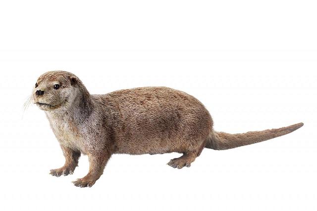 ニホンカワウソ／国立科学博物館蔵