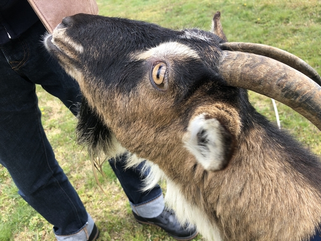 綾部ふれあい牧場