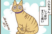 【吉川さん家の猫事情】#46話 ハルちゃんの“しっぽ”は特別！