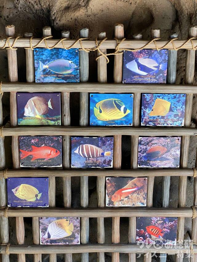 アウラニの風景