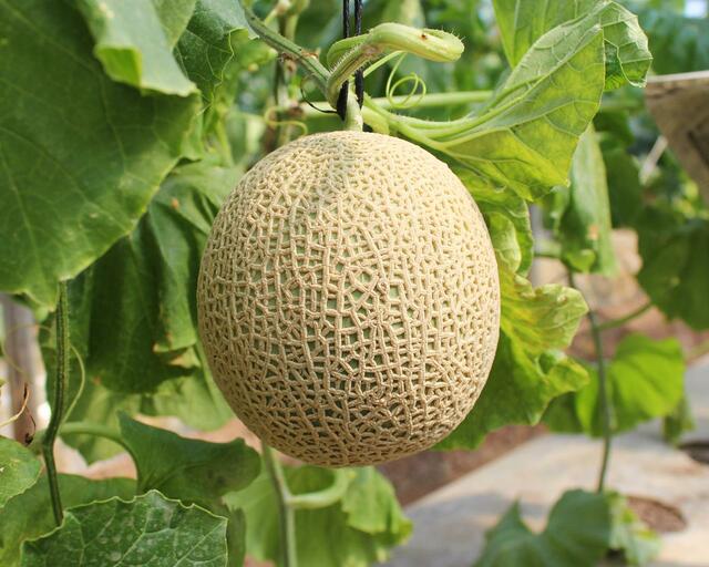 「鹿児島県産マスクメロン」【プロントからオリジナルメロンソースを用いたドリンク＆スイーツが新登場】