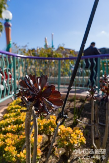 強い日光を浴びて、黒光りするクロホウシの葉