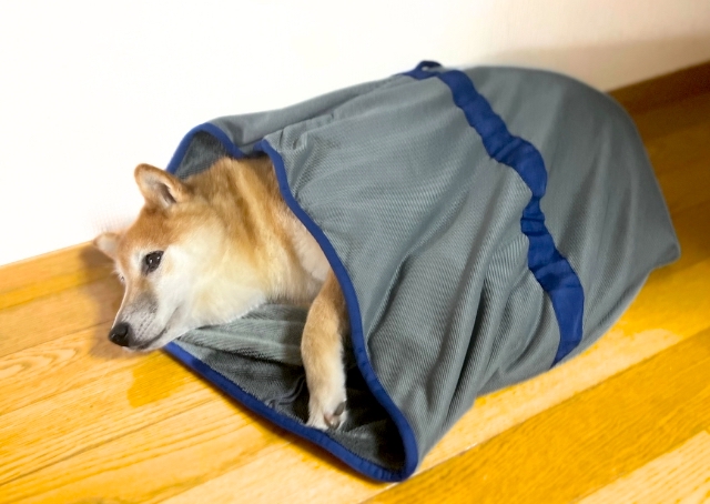 【SHSCLYペット用吸水タオル】内側がフワフワの肌触りで寝心地が気持ちよさそう