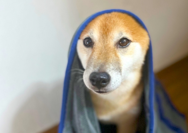 【SHSCLYペット用吸水タオル】ドライヤーの時間がかなり短縮！