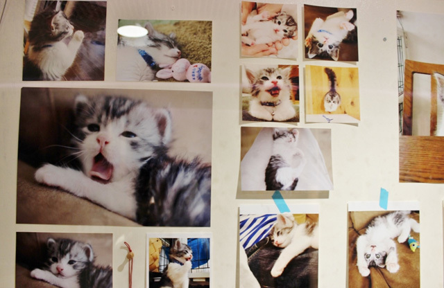 可愛くてキュンキュンする「吉祥寺ねこ祭り」の猫たち