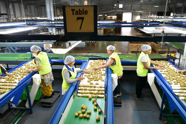 厳しい検査に通ったキウイだけが輸出される