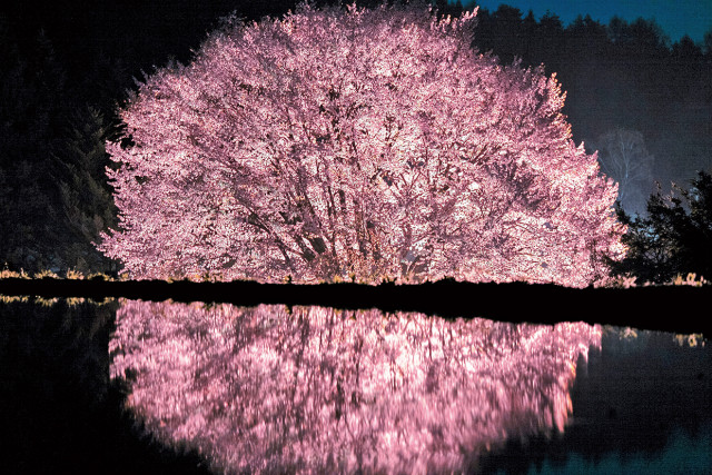 絶景夜桜 天然記念物の 天王桜 が美しすぎる ハピママ