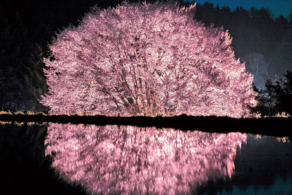 絶景夜桜! 天然記念物の「天王桜」が美しすぎる - ハピママ*