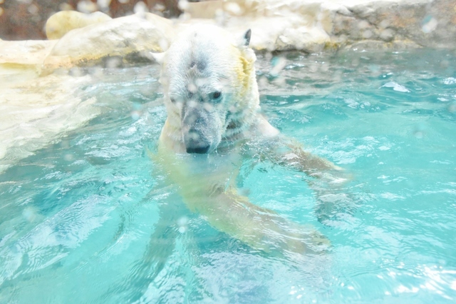 おやつを探すホッキョクグマ