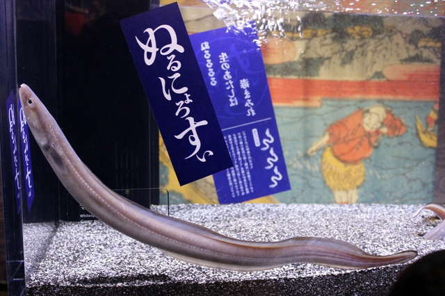 ぬるぬる&にょろにょろな不思議ないきものたち