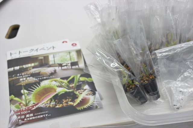 食虫植物トークショー／お土産の、モウセンゴケの仲間「ドロセラ・カペンシス（和名アフリカナガバモウセンゴケ）」