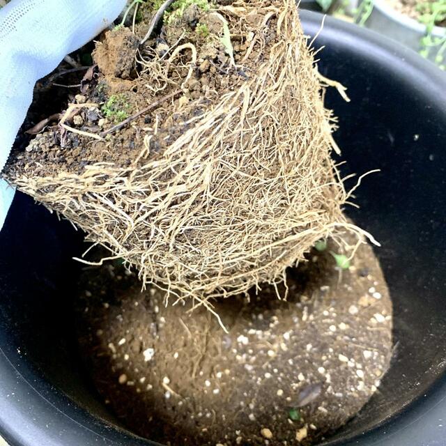 【観葉植物の植え替え】根っこの周りをほぐします