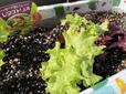 【プランター家庭菜園】植付けから3日後には葉が生き生きしてきた