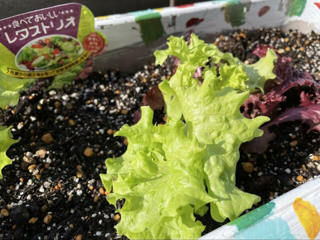 【プランター家庭菜園】植付けから3日後には葉が生き生きしてきた