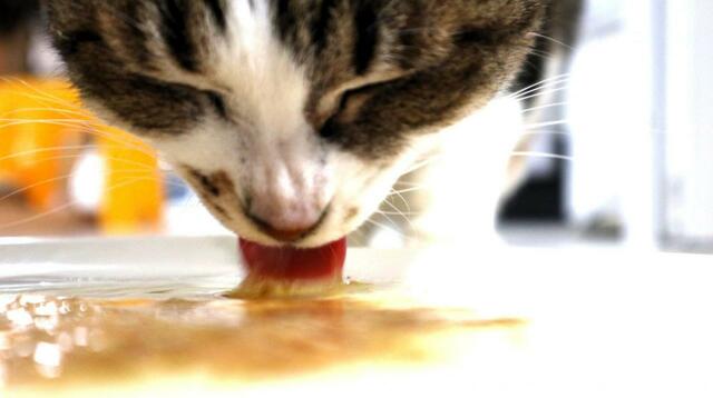 【スープストックトーキョー 猫のためのスープ 】舌の表面が魚の身もしっかりキャッチ