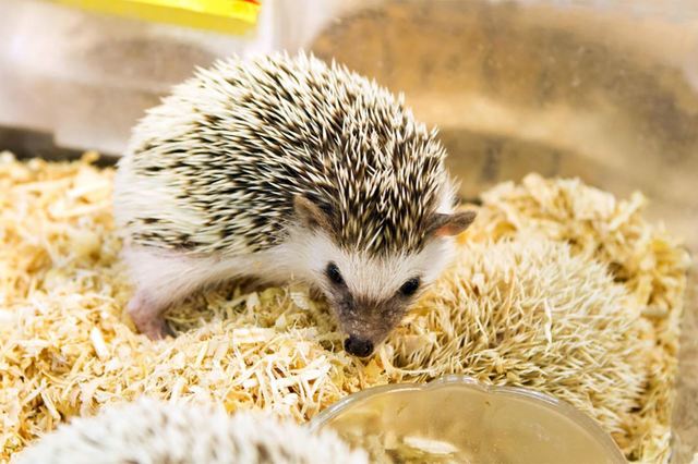 過去の『レプタイルズワールド』の様子