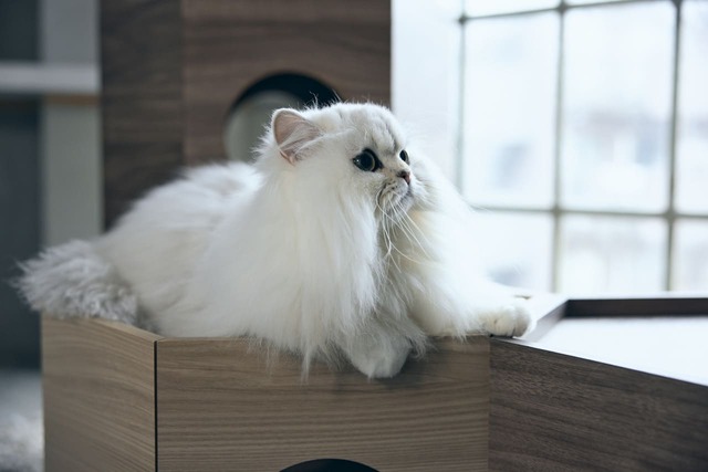 【フランスペット】「ペットハウス ヘキサ」