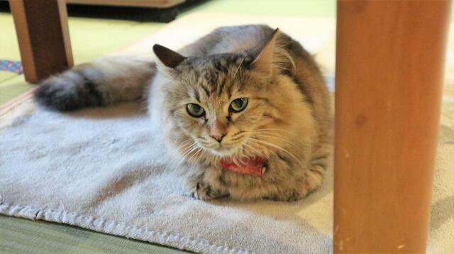 【ねこ浴場 体験レポ】ふわふわで人懐こい、ねこ浴場の「姫」だそうです