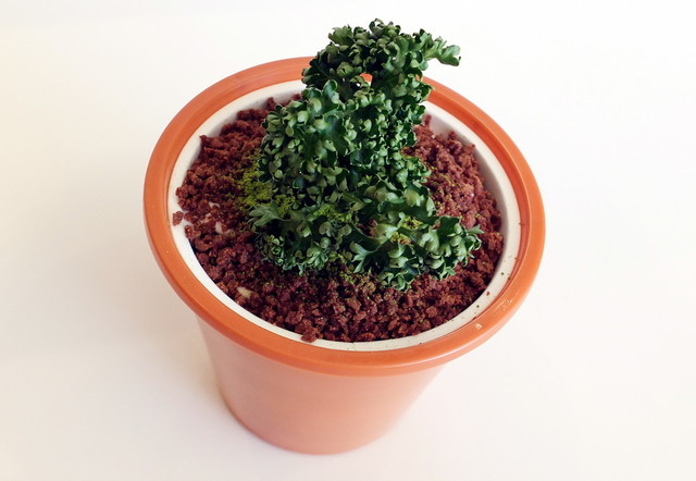 台湾「盆栽アイス」