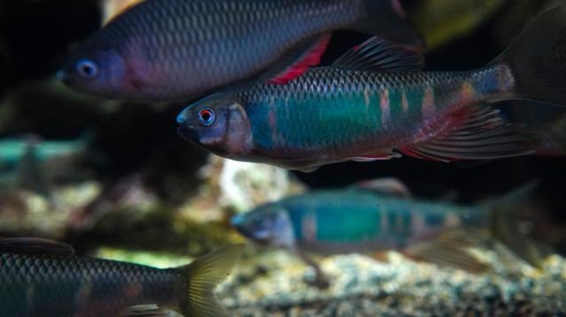 婚姻色が美しいオイカワ