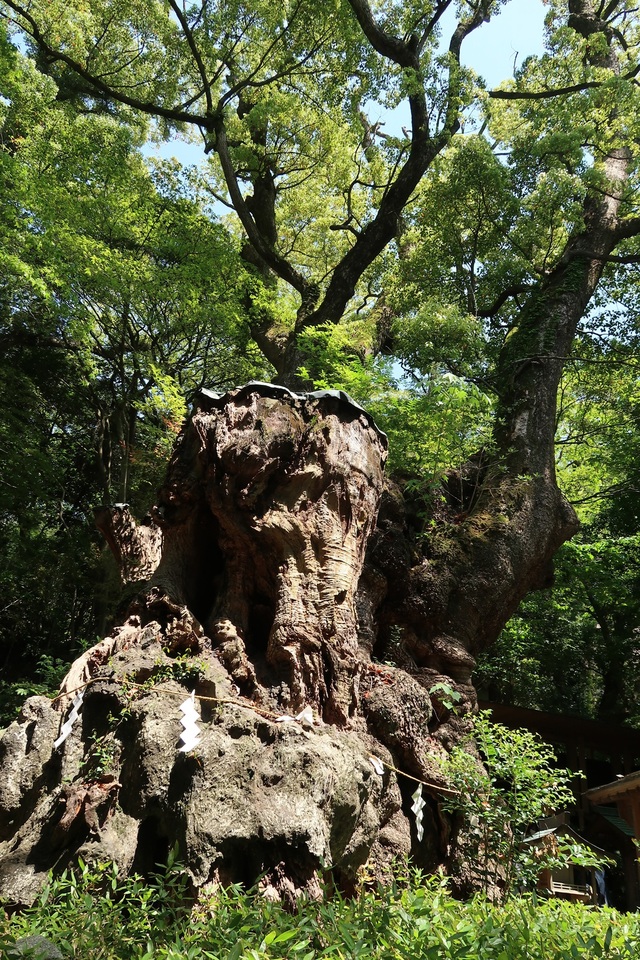 來宮神社の大楠が生まれた2000年前に思いをはせてしまいました