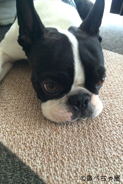 「鼻ペちゃ展」 （TODAYS GALLERY STUDIO）