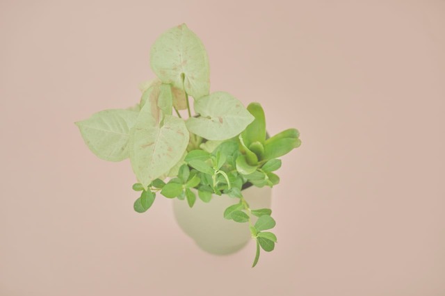 ＆Greenセット例3上から