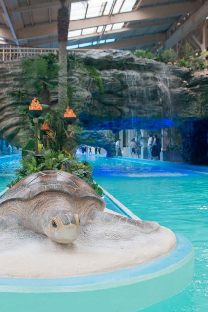 ハワイの楽園を象徴するようなウミガメ前からスタート